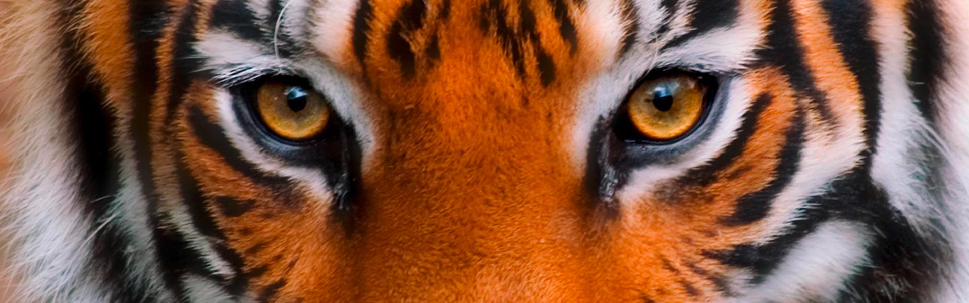 Zoo Barben - Tigre